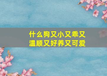 什么狗又小又乖又温顺又好养又可爱