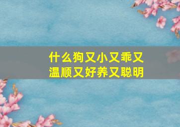 什么狗又小又乖又温顺又好养又聪明