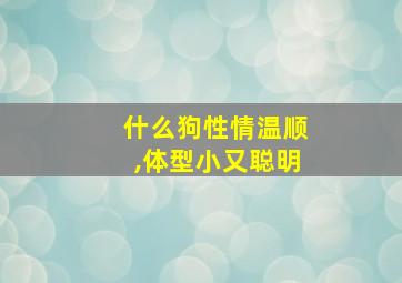 什么狗性情温顺,体型小又聪明