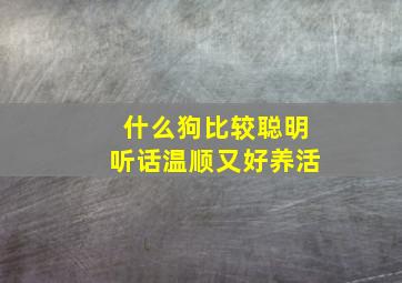 什么狗比较聪明听话温顺又好养活