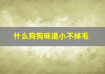 什么狗狗味道小不掉毛