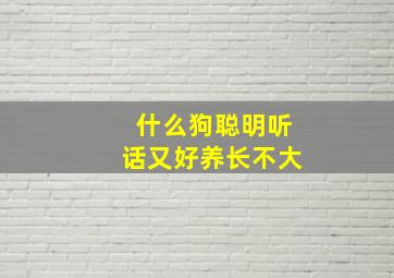 什么狗聪明听话又好养长不大