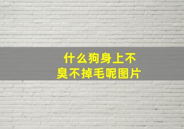 什么狗身上不臭不掉毛呢图片