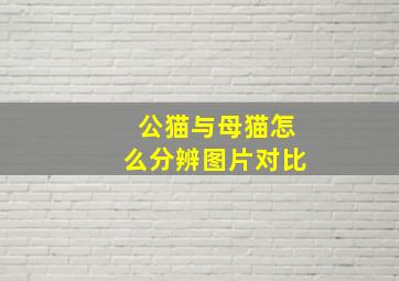 公猫与母猫怎么分辨图片对比