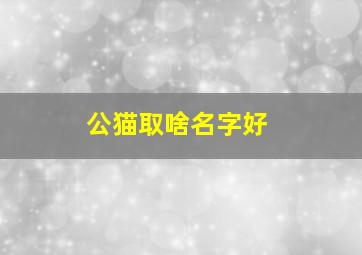 公猫取啥名字好