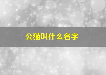 公猫叫什么名字