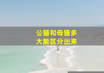 公猫和母猫多大能区分出来