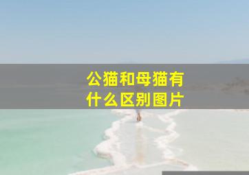 公猫和母猫有什么区别图片