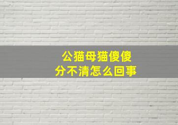 公猫母猫傻傻分不清怎么回事