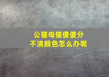 公猫母猫傻傻分不清颜色怎么办呢