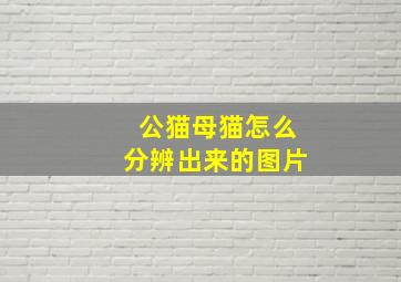 公猫母猫怎么分辨出来的图片