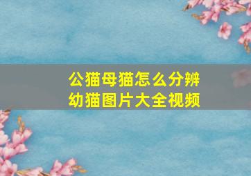 公猫母猫怎么分辨幼猫图片大全视频