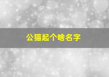 公猫起个啥名字