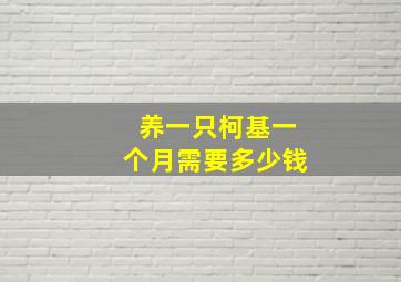 养一只柯基一个月需要多少钱