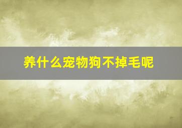 养什么宠物狗不掉毛呢