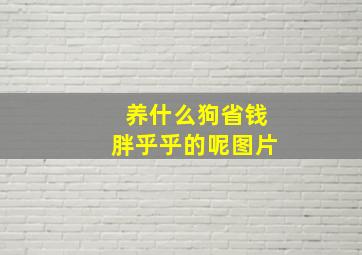 养什么狗省钱胖乎乎的呢图片