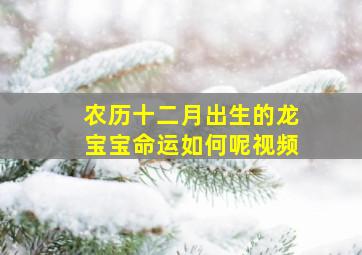 农历十二月出生的龙宝宝命运如何呢视频