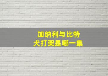 加纳利与比特犬打架是哪一集