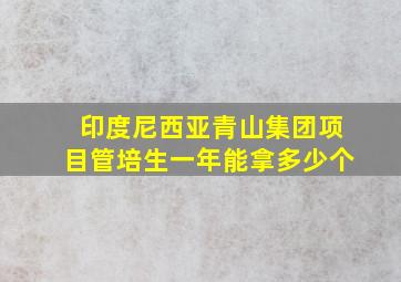 印度尼西亚青山集团项目管培生一年能拿多少个