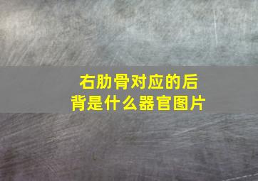 右肋骨对应的后背是什么器官图片