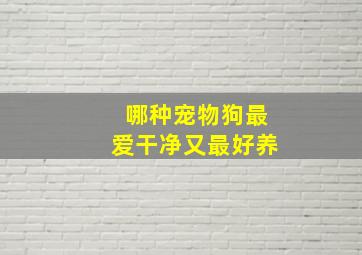 哪种宠物狗最爱干净又最好养