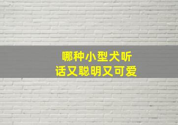 哪种小型犬听话又聪明又可爱