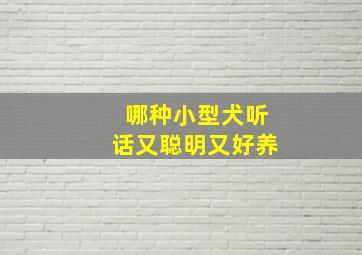 哪种小型犬听话又聪明又好养