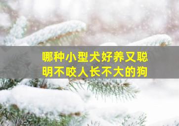 哪种小型犬好养又聪明不咬人长不大的狗