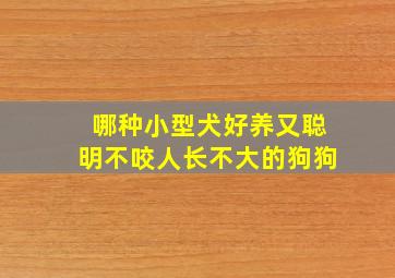 哪种小型犬好养又聪明不咬人长不大的狗狗