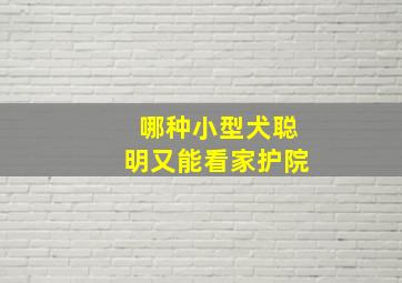 哪种小型犬聪明又能看家护院