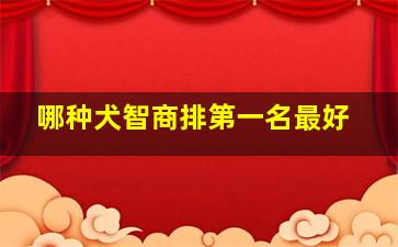 哪种犬智商排第一名最好