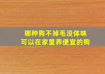 哪种狗不掉毛没体味可以在家里养便宜的狗