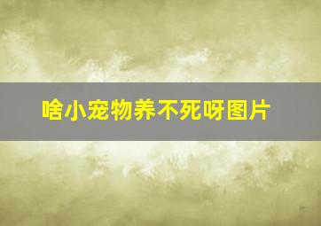 啥小宠物养不死呀图片