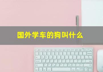 国外学车的狗叫什么