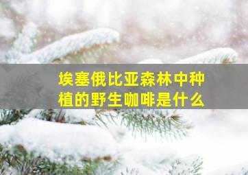 埃塞俄比亚森林中种植的野生咖啡是什么