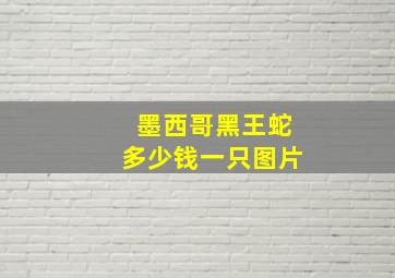 墨西哥黑王蛇多少钱一只图片