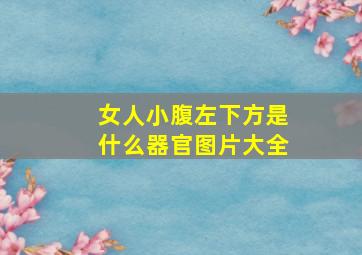 女人小腹左下方是什么器官图片大全