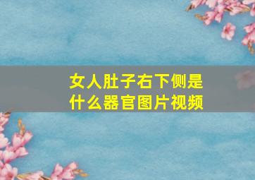 女人肚子右下侧是什么器官图片视频