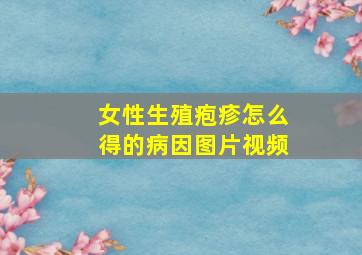 女性生殖疱疹怎么得的病因图片视频