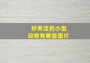 好养活的小型动物有哪些图片