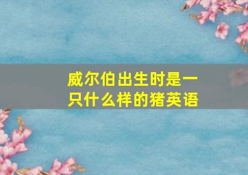 威尔伯出生时是一只什么样的猪英语