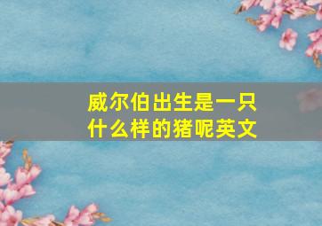 威尔伯出生是一只什么样的猪呢英文