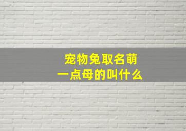 宠物兔取名萌一点母的叫什么