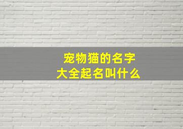 宠物猫的名字大全起名叫什么