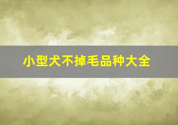 小型犬不掉毛品种大全