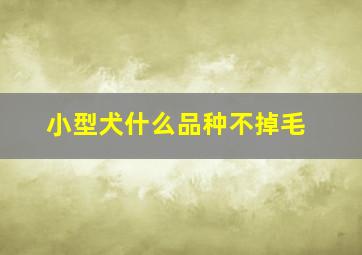 小型犬什么品种不掉毛