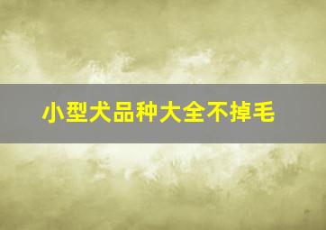 小型犬品种大全不掉毛