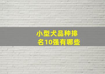 小型犬品种排名10强有哪些