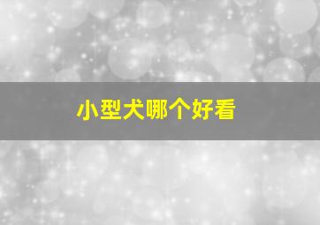 小型犬哪个好看