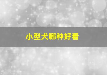 小型犬哪种好看